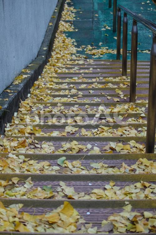 階段の通路にイチョウの葉が落ちる 落ち葉,秋,階段の写真素材