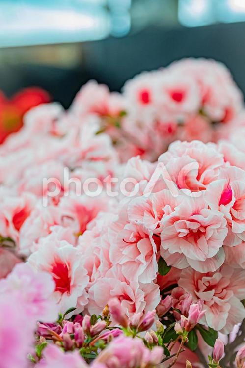 札幌　百合が原公園の温室の花 北海道,札幌,札幌市の写真素材