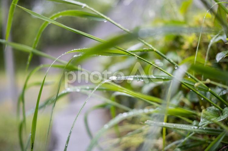 水滴の乗った草 草,水滴,自然の写真素材