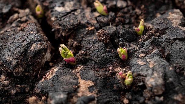 粘土質の土壌に広がる生命の兆し 粘土質の土壌に広がる生命の兆しの写真