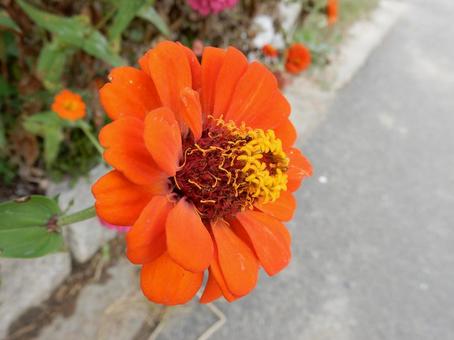 【花の写真】 ヒャクニチソウ(百日草) 【花の写真】 ヒャクニチソウ(百日草)の写真