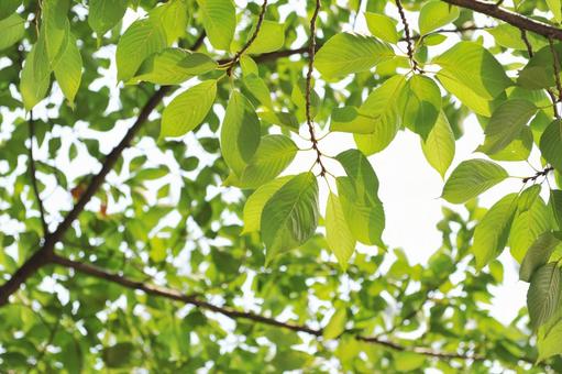 新緑の葉 桜の葉,すがすがしい,爽やかの写真素材