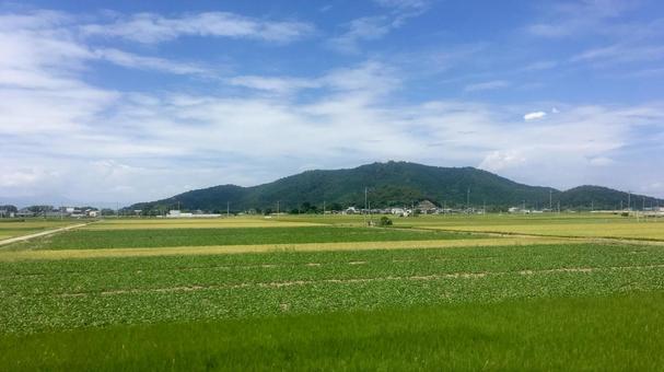 もうすぐ収穫② もうすぐ収穫②の写真