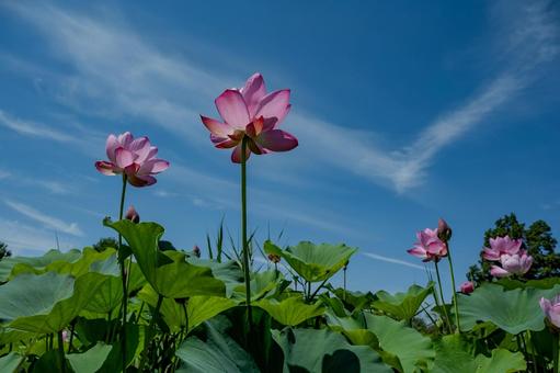 Ancient Lotus Village 2025, JPG Ancient Lotus Village 2025, JPG