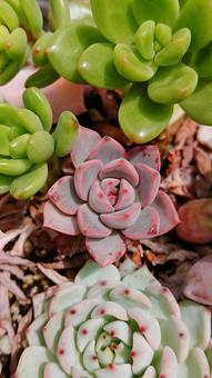 多肉植物 多肉植物 秋,自然,縦の写真素材