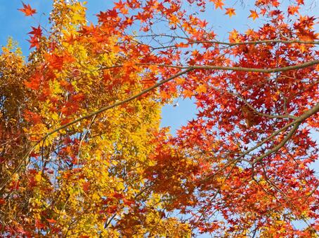 青空に映える鮮やかな紅葉のグラデーション 紅葉,黄葉,秋の写真素材