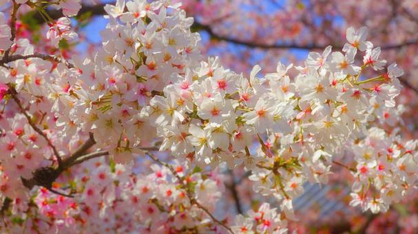 Cherry blossoms in full bloom 4, JPG