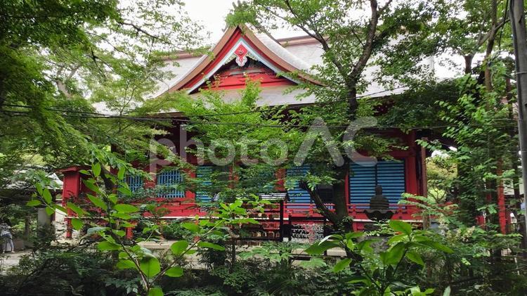 井の頭公園の弁財天 井の頭公園,弁財天,自然の写真素材