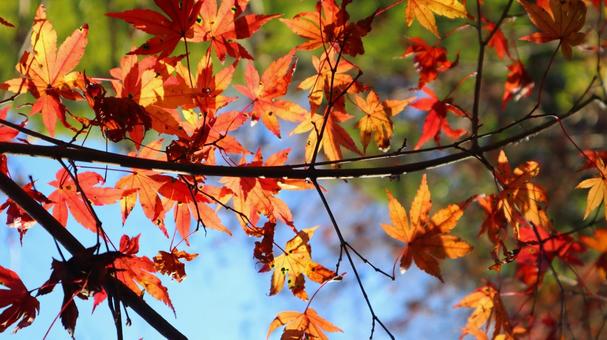 赤い紅葉の葉 赤い紅葉の葉の写真