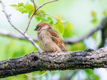 枝にとまるスズメ 枝にとまるスズメ スズメ,雀,鳥の写真素材