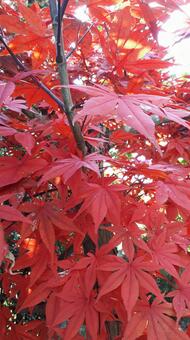 Red maple leaf, maple, red, pleasant, JPG