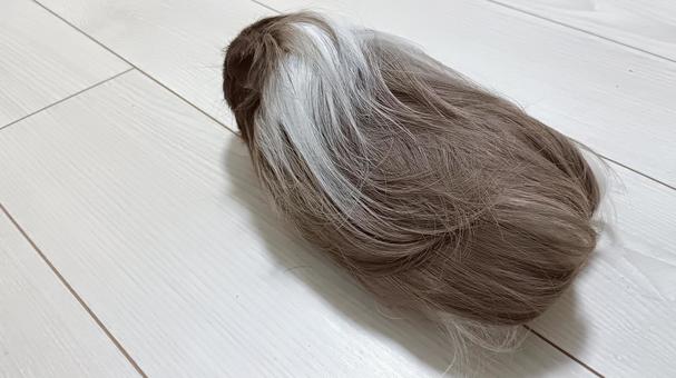 モルモットの後ろ姿 モルモット,ペット,後ろ姿の写真素材