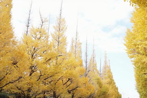 Photo, ginkgo and wood, autumn, autumn leaves, 