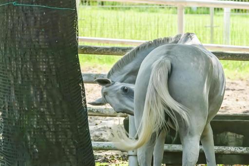 ゆったりとしてる白馬 ゆったりとしてる白馬 馬,白馬,鬣の写真素材