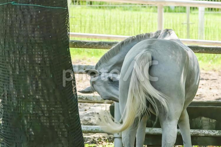 ゆったりとしてる白馬 馬,白馬,鬣の写真素材
