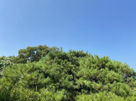 青空と松 青空と松 空,山,自然の写真素材