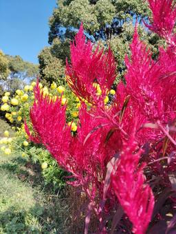 ケイトウ5 花,秋,ケイトウの写真素材