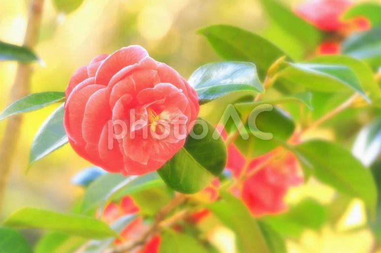 美しい八重咲きの椿の花 植物,花,椿の写真素材