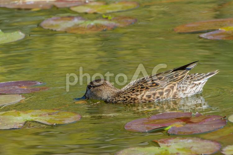スイレンの葉の間を泳ぐコガモのメス コガモ,鳥,野鳥の写真素材