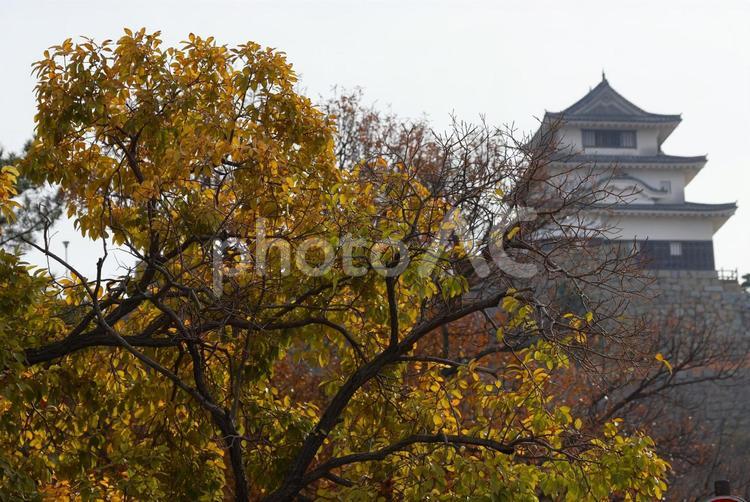 １２月上旬の丸亀城と紅葉 背景,紅葉,葉の写真素材