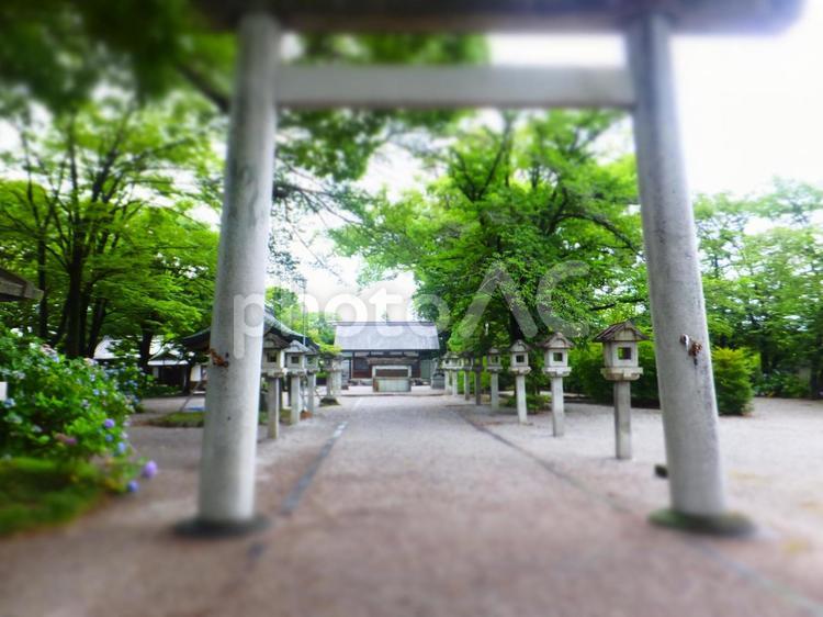 一宮市－御裳神社 神社,鳥居,紫陽花神社の写真素材