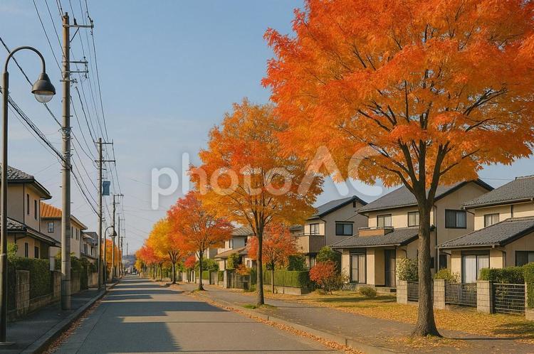 紅葉に彩られた住宅街の並木道・秋の街並み 紅葉,住宅街,並木道の写真素材