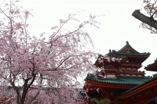 平安神宮 平安神宮 風景,桜,キレイの写真素材