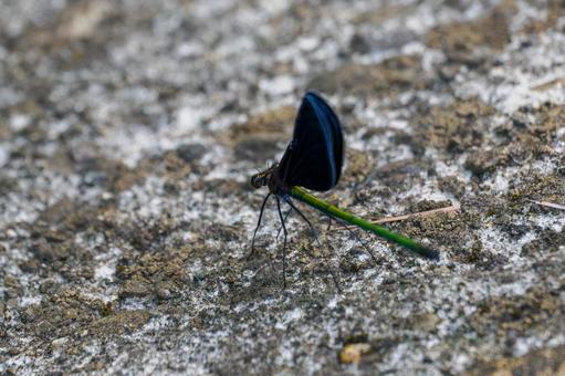アオハダトンボ⑷ アオハダトンボ⑷の写真