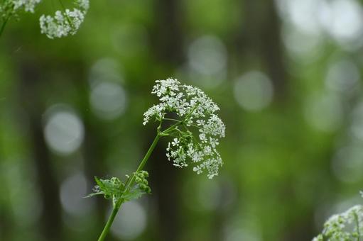 Photo, shaku, wild vegetables, plant, 