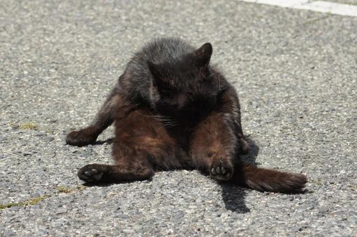 ねこ ねこの写真