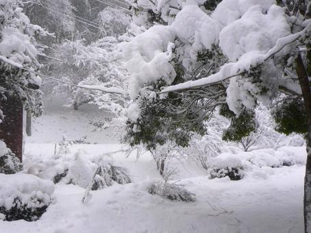 大雪で木に積もった雪1 大雪で木に積もった雪1 冬,大雪,雪の写真素材