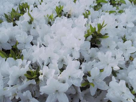 白いツツジの花 白いツツジの花 つつじ,花,白いつつじの写真素材