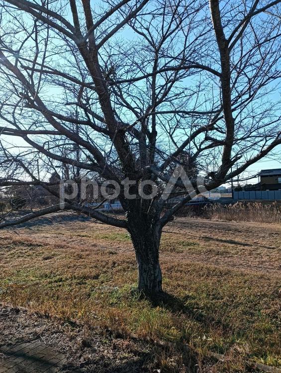 冬の木 田舎,空,自然の写真素材