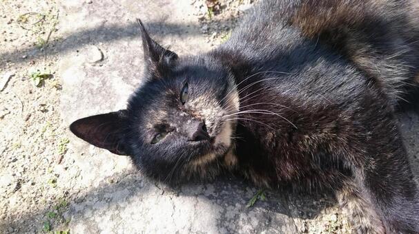 サビねこ 猫,サビ猫,野良猫の写真素材