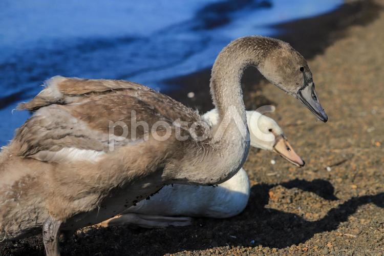 コブハクチョウの幼鳥 白鳥,ハクチョウ,雛の写真素材