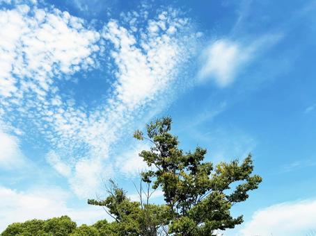 晴れた日の穏やかな青空 晴れた日の穏やかな青空 空模様,空,雲の写真素材