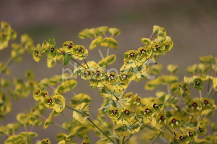 エウフォルビアマルチニという植物 エウフォルビアマルチニ,植物,自然の写真素材