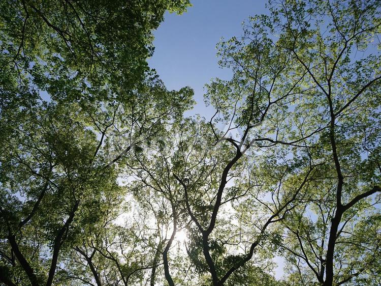 光が差し込む木 自然,太陽,木の写真素材