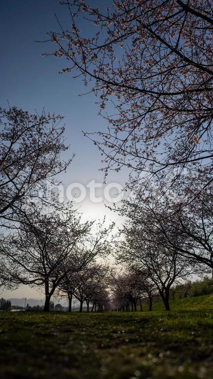 夕刻の桜 桜,春,ピンクの写真素材