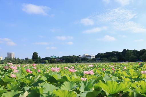 上野公園不忍池に咲く蓮の花 広角 上野公園不忍池に咲く蓮の花 広角の写真