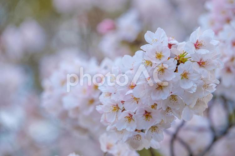［東京都目黒区］目黒川の桜 クローズアップ,アップ,目黒川の写真素材