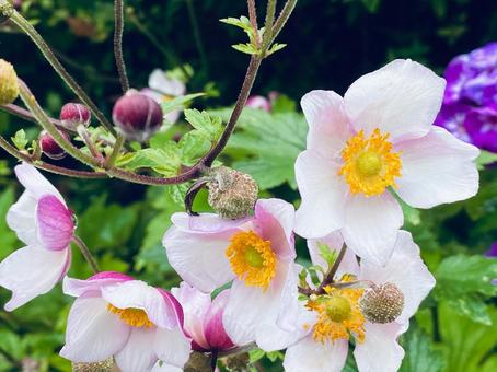 秋の花 シュウメイギク 秋の花 シュウメイギク シュウメイギク,花,秋の写真素材