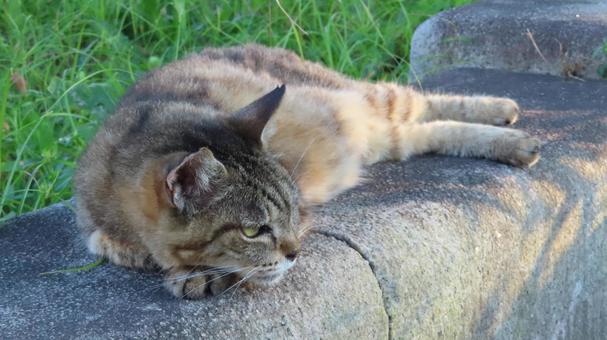 Photo, cat, pheasant, lie down, 