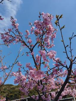 桜 桜の写真