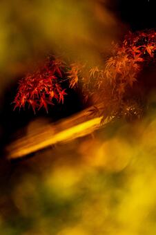 もみじ もみじの写真