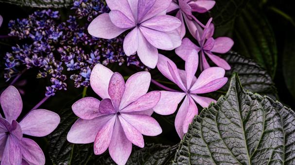 Purple hydrangea flowers macro photography, JPG Purple hydrangea flowers macro photography, JPG
