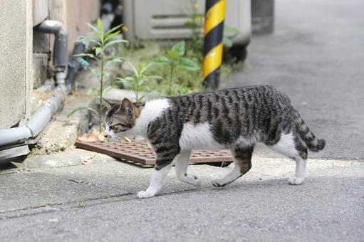 道路を歩くサバ白猫 道路を歩くサバ白猫 動物,猫,飼い猫の写真素材