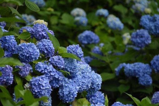 紫陽花06 紫陽花06の写真