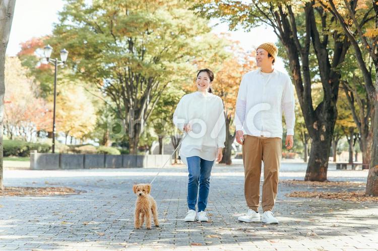 犬の散歩をする男女（歩く） 犬,ペット,愛犬の写真素材