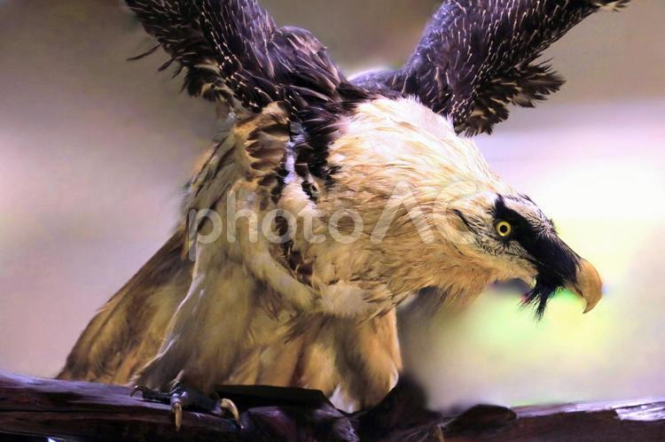 ヒゲワシの剥製 ヒゲワシ,鳥類,ワシの写真素材